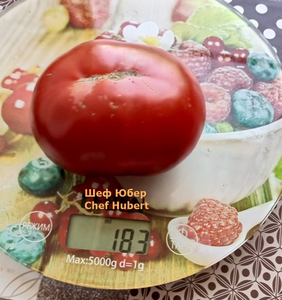 Томат Шеф Юбер (Chef Hubert)
