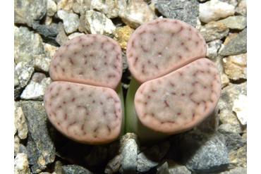 Lithops schwantesii ssp. schwantesii v. rugosa C192
