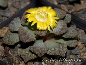 Titanopsis calcarea SB2186 Bundu, Prieska (MG) - 5 семян