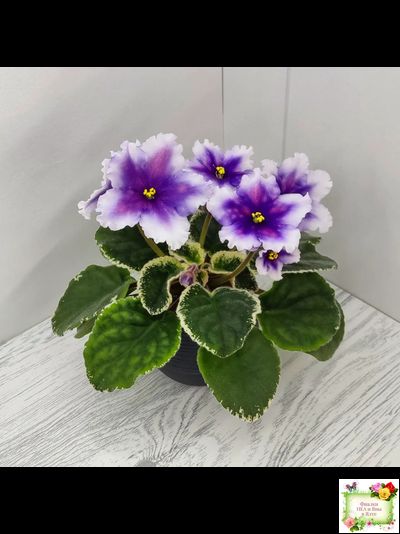 РС-Успех (С.Репкина) 2019 г.