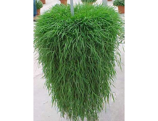 Каталог товаров - Agrostis Green Twist Агростис Green Twist (ампельный ...