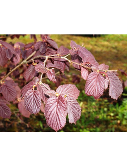 Лещина обыкновенная Пурпуреа С3,60-80