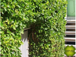 ДРЕВОГУБЕЦ (МОЩНАЯ И НЕПРИХОТЛИВАЯ ЛИАНА С КРАСИВОЙ ОКРАСКОЙ)