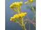 Бессмертник мадагаскарский (Helichrysum gymnocephalum) - 100% натуральное эфирное масло