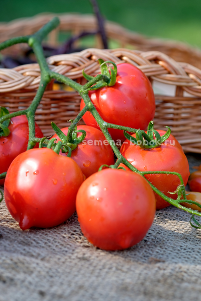 Томат Юбилейный Тарасенко, 10 шт