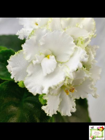 ML-Облако в Горах (Miniviolets Lux) 2022 г. (лист посажен 25.01.26)