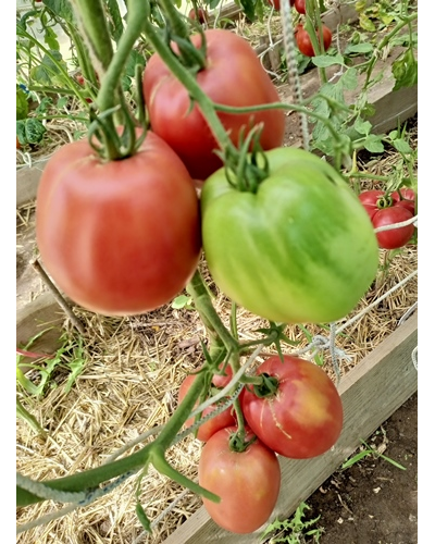 Томат Минусинские бычки