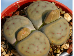 Lithops schwantesii 'triebneri' Tiras top (MG-1729.15) - 10 семян