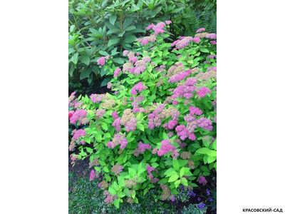 Спирея японская Голден Принцесс