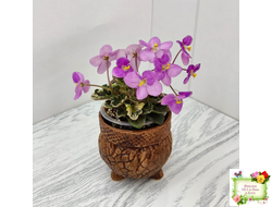 Toronto Belle (A.E.Adams) (детка)