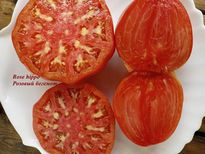 Томат Rose Hippo (Розовый бегемот)