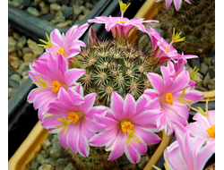 Mammillaria blossfeldiana - 10 семян