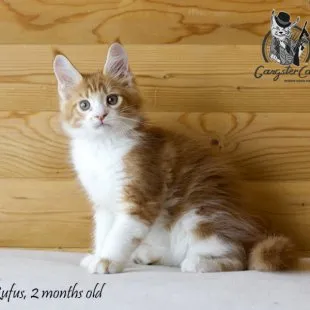 Волгоградский питомник Мейн кунов GangsterCat. Сайт: www.gangstercat.ru Тел: +7 (917) 335-09-66 (WhatsApp, Viber, Telegram), Татьяна.