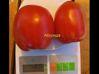 Томат Абурида