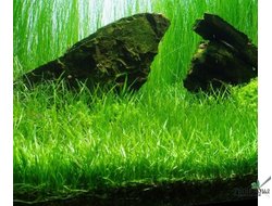 Лилеопсис бразильский