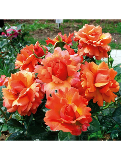 Изи Дас Ит (Easy Does It)