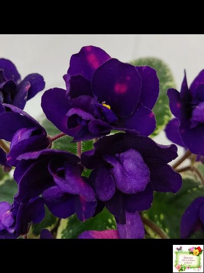 Mac's Smoldering Sapphire (G.McDonald)