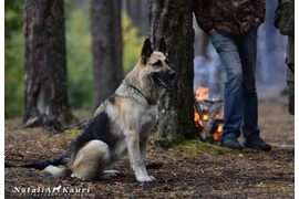 Барвиттера Иберия ( Каури х Фрэд)