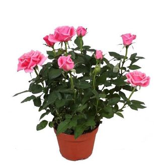 Горшечное растение (№12 009) Роза "Parad"