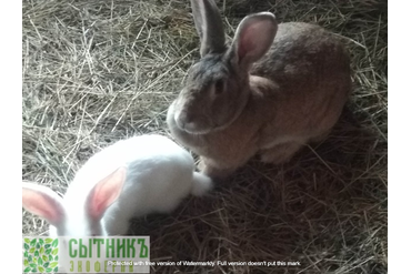 Кролики домашние на семейной ферме в МО