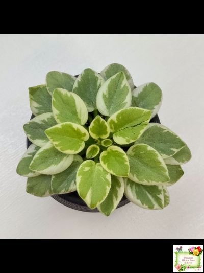 Rob's Lucky Penny (R.Robinson) (05/31/1997) листовая химера (пасынок сорт укоренённый)