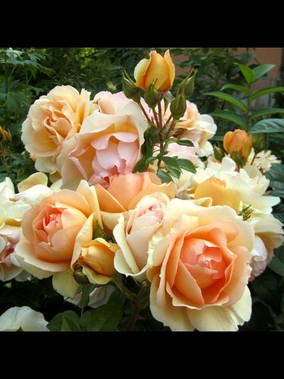 Ханзенштадт Росток (Hansestadt Rostock)