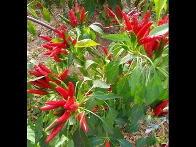 Перец острый Кайенский красный