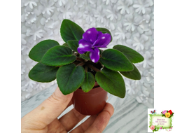 Hunter's Primal Scream (K.Muzalewski)