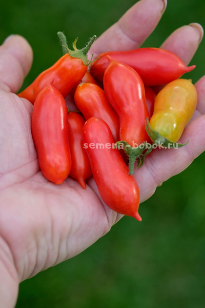 Томат Pelino 2014 (Пелино 2014), 7 шт