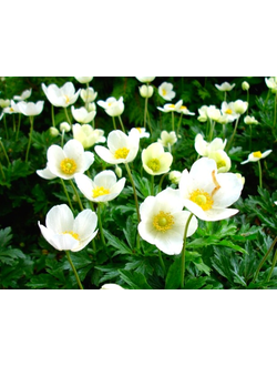 Анемона лесная (Ветреница лесная)