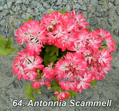 Пеларгония Antonnia Scammell