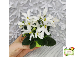 Lunar Lily white (селекционер неизвестен) (лист укоренённый)