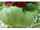 Redmont giant