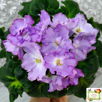 АВ-Девочка с Севера (Фиалковод) 2021 г.