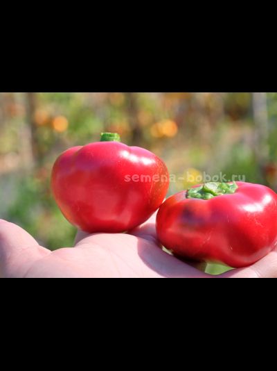 Перец сладкий Малиновое сердце, 10 шт