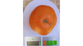 Немецкий желтый Йодера