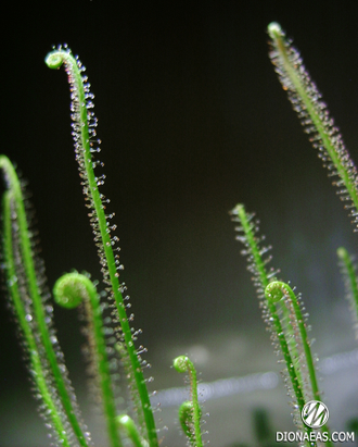 Drosera Filiformis