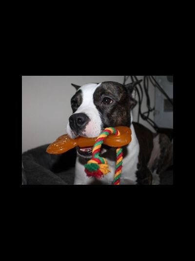 Doglike Кость большая с КАНАТОМ