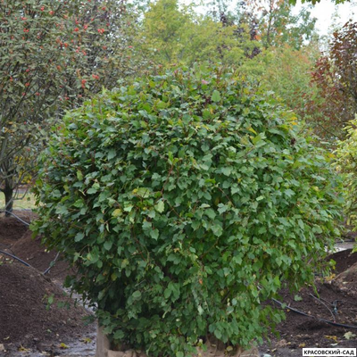 Топиар клён Гиннала в форме шара