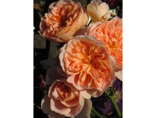 Ти Клиппер (Tea Clipper) роза, ОКС