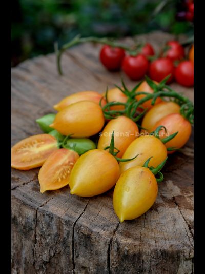 Томат Märchenzauber (Сказочная магия), 10 шт