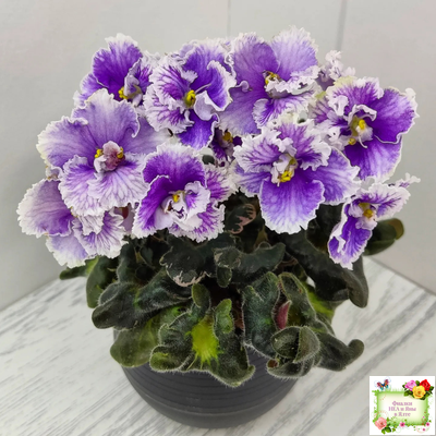 Н-Тет-а-Тет (Н. Бердникова) 2019 г. (лист укоренённый с деткой)