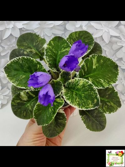 КНН-Крокус (Н. Куриленко) 2022 г. (лист с детками посажен 23.07.25)