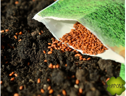 ГАЗОН, СЕМЕНА, СИДЕРАТЫ