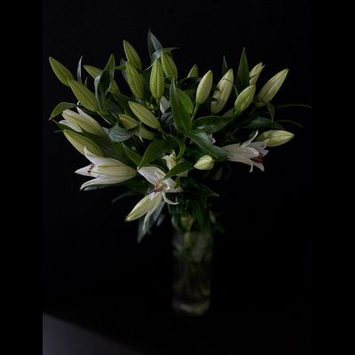 Лилия белая 9 шт