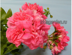 Пеларгония Pink Chart