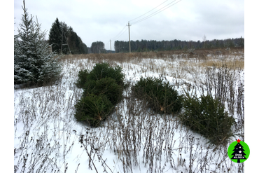 Живые елки с питомника Нижний Новгород