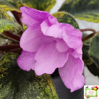 Pink Tulip Gold (японская селекция)