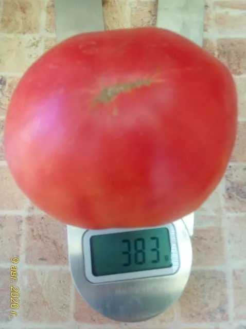 Томат Толстяк из Потанеса