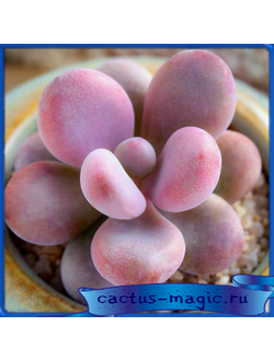 Graptopetalum amethystinum